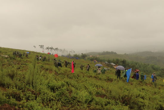 植树活动现场