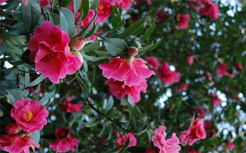 金殿茶花(图：昆明信息港)