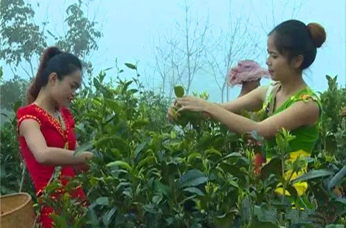 景迈山春茶开采