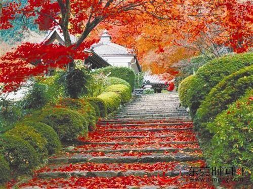 香山红叶
