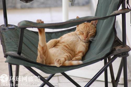 开罗的猫很“放肆“