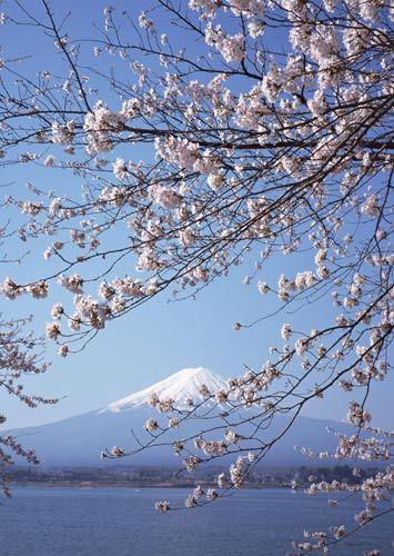 富士山与樱花