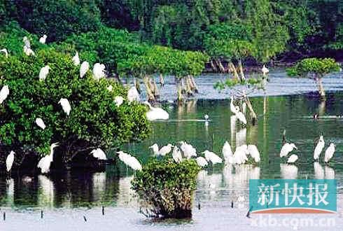 深圳福田国家级自然保护区
