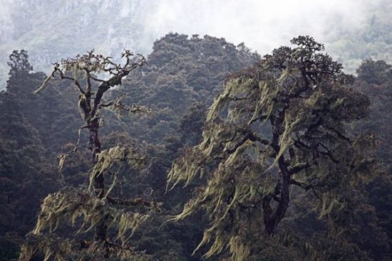 徒步途中的高海拔原始森林