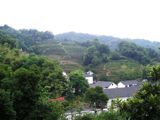 杨梅岭