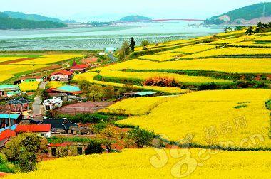 济州油菜花