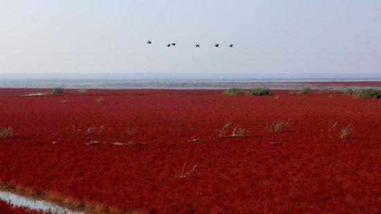 红色海洋