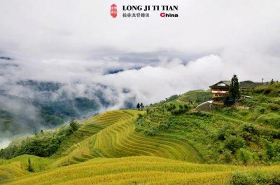 金灿灿的一片