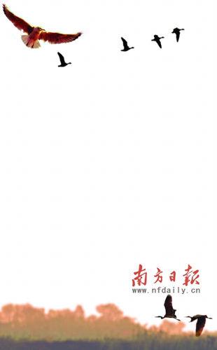 自由飞翔的鸟儿