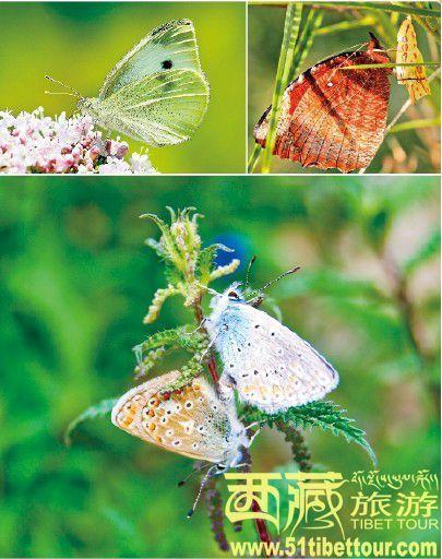 点击图片进入下一页