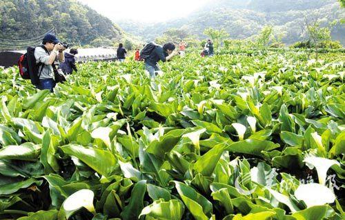 台湾阳明山，海芋花海。