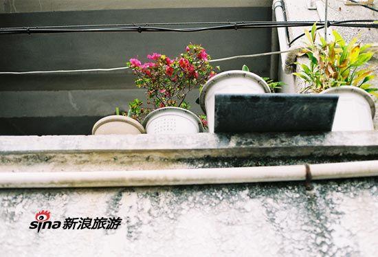 抬头望去，惬意的花朵安静的放在那里