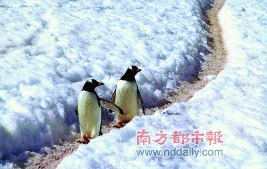遇到可爱的企鹅。