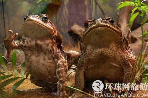 毒蛤蟆