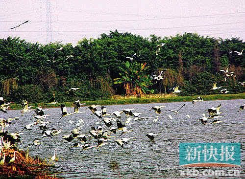 南沙湿地