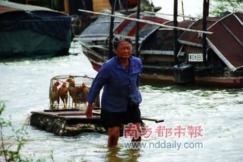 很多疍民都要养鸡以帮补生计