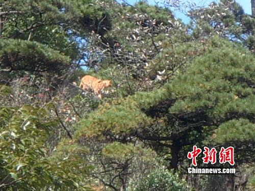 游客拍摄到的疑似为老虎的动物。(图片由三清山管委会提供，作 者：鲍曙光)