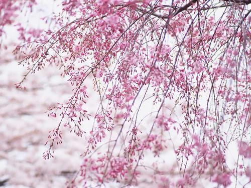 樱花