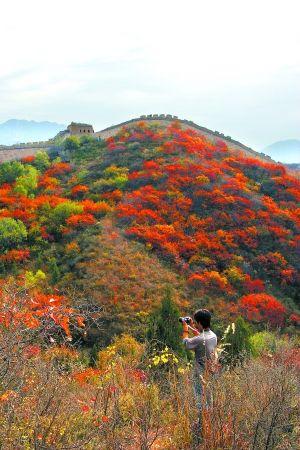 长城附近多有彩叶林，与香山红叶不同，长城沿线能看到各种色彩交错的景观。