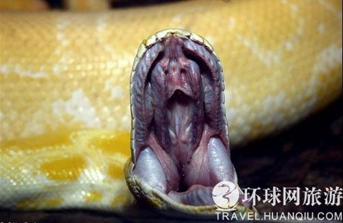 多数毒蛇来自民众