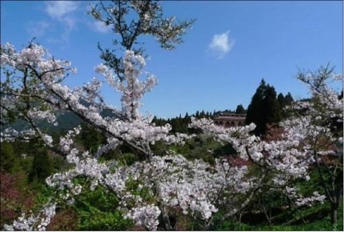 粉嫩樱花