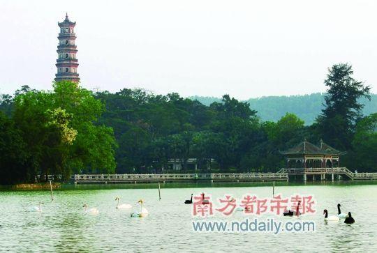 惠州西湖在惠州是“城在水中，水在城中”。这里景色优美，是个谈情说爱的好地方。南都记者田飞摄