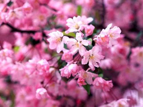 日本的樱花从南向北开，一月绽放在冲绳