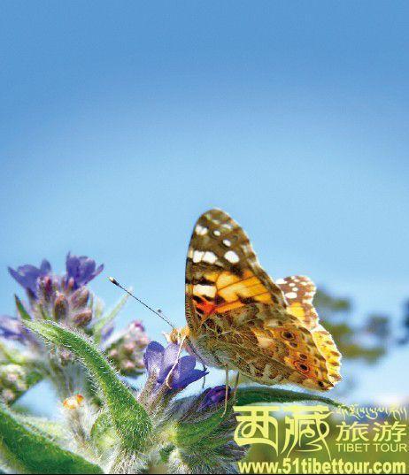 点击图片进入下一页