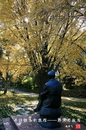 郭沫若故居 银杏