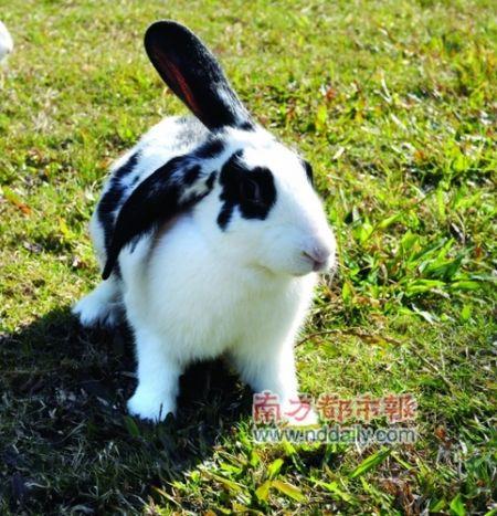 广州香江野生动物世界展出特别的熊猫兔
