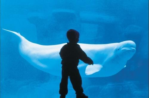 温哥华水族馆白鲸