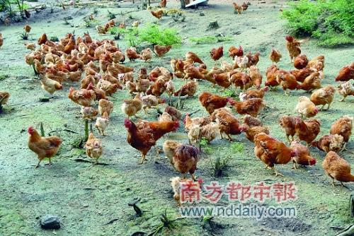 在乡土风情十足的餐厅用餐，养胃的同时还养眼