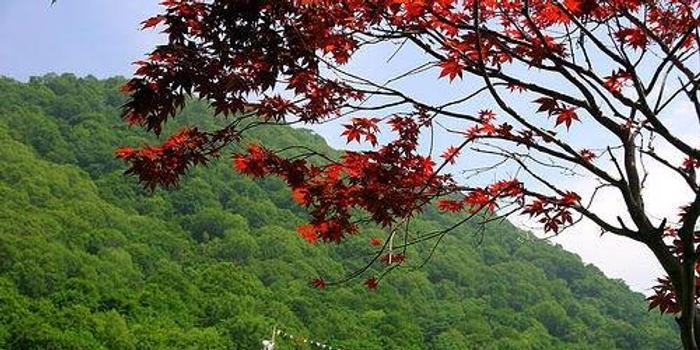 札幌与小樽北海道两朵盛开的花 组图 手机新浪网