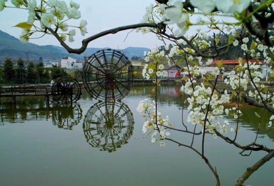 新浪旅游配图：漂亮的梨花 摄影：女子如兰