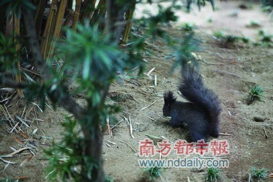百万葵园里，还有小孩子喜欢的松鼠乐园。CFP供图