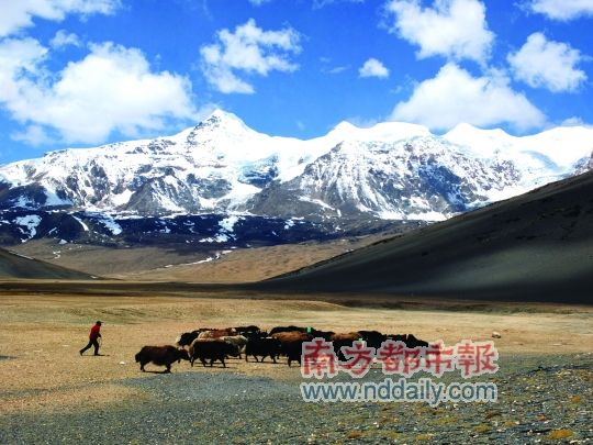 从泽当前往错那路上，遇到雪山脚下的牦牛群。