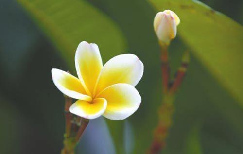鸡蛋花