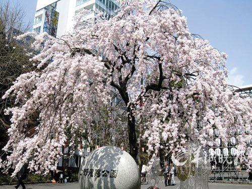 日本京都、大阪，古城樱花美