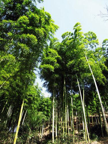 新浪旅游配图：竹林 摄影：小白