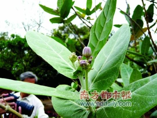 东坡书院，后院狗子花。