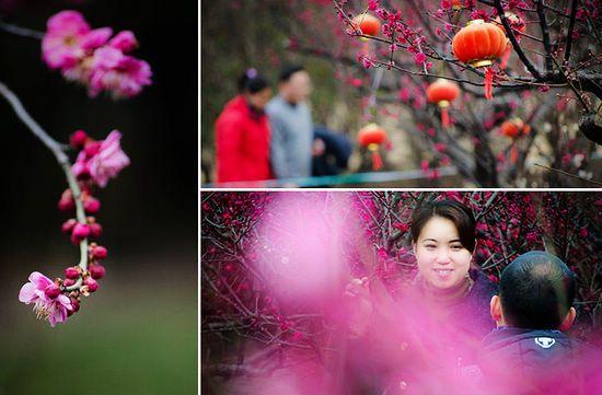  春天又来了，梅花又开了