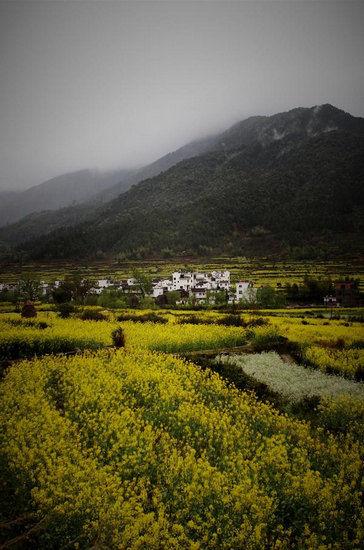 金黄的油菜花田