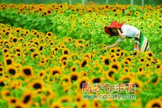  如今正是向日葵盛开的季节，在秋风萧瑟将起之前，不如用向日葵金灿灿的颜色去熨帖我们的视觉。C FP供图