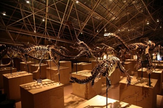 恐龙骨架(图：新浪博客 作者：新安江畔)