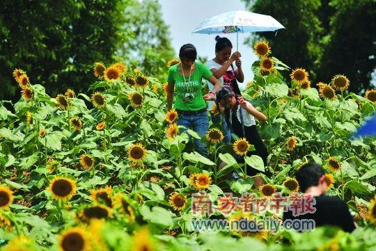 游客在葵园里流连忘返。张志韬 摄