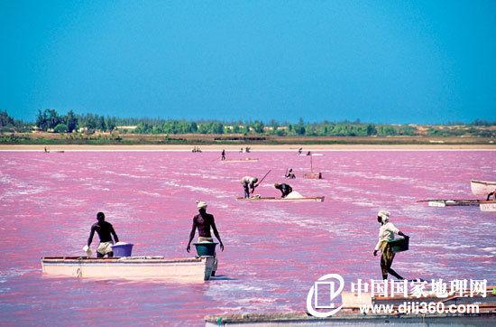 当地居民在玫瑰湖里采盐