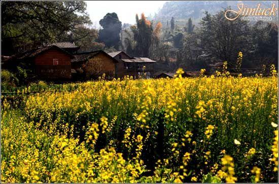 罗平油菜花美景(摄影：杰米乐客)