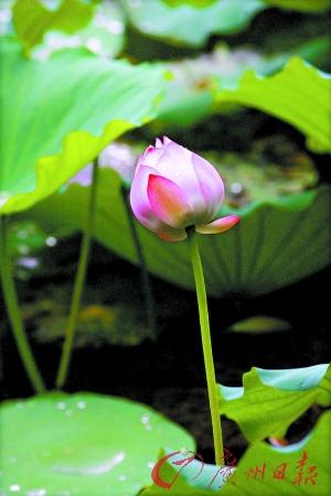 广州赏荷