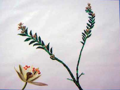 辽宁馆：古果化石