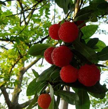 温州杨梅个头饱满